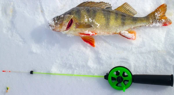 Winter ice fishing perch and rod