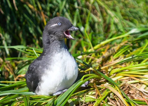 Young Parakeet Auklet Cyclorrhynchus Psittacula Hole Commander Islands — Stock Photo, Image