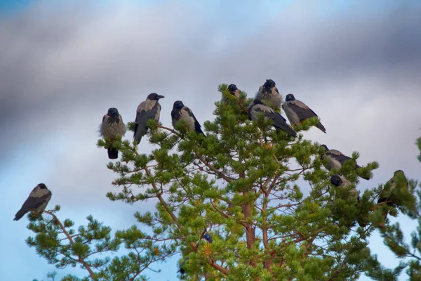 Cuervo Encapuchado Corvus Cornix También Son Aves Migratorias Manada Cuervos — Foto de Stock