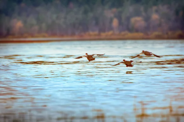 Uma Queda Suave Três Merganser Comuns Pousam Água Visão Traseira — Fotografia de Stock