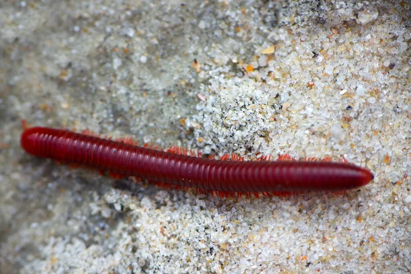 Biofysica Hogesnelheidstreinen Lichaamsstroom Centipede Stroomt Snel Zand India Kerala — Stockfoto