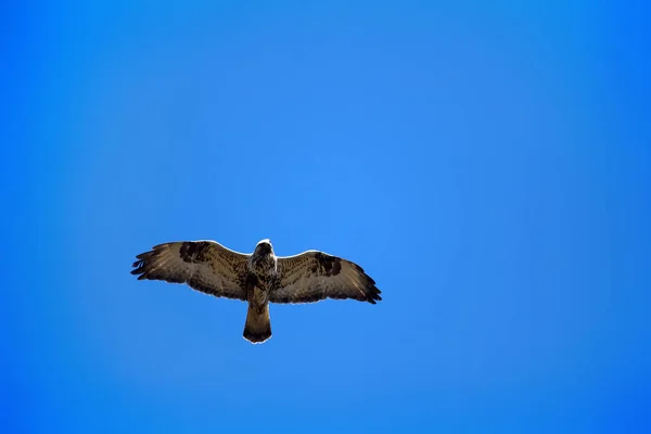 Хищные Птицы Грубоногий Buzzard Buteo Lagopus Пролетает Над Гнездом Птицы — стоковое фото