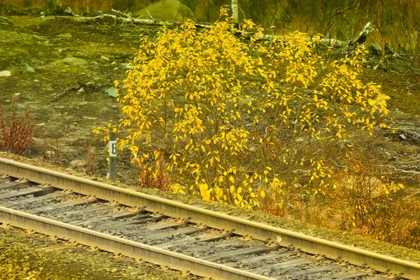 Paysages Automne Chemin Fer Feuillage Jaune Vif — Photo