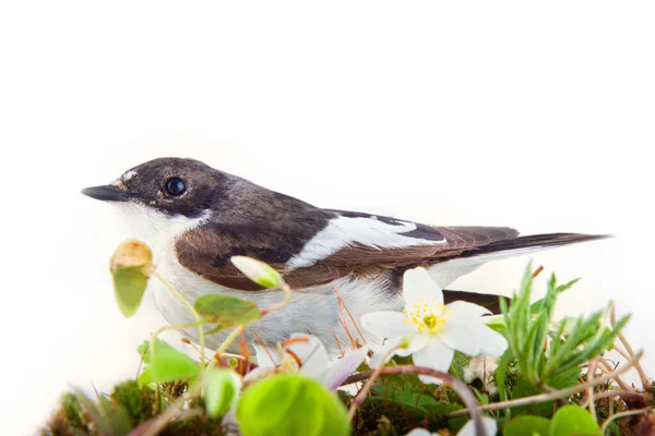Half Collared Flycatcher Ficedula Hypoleuca Male Surrounded Moss Blooming Oxalis — Stock Photo, Image