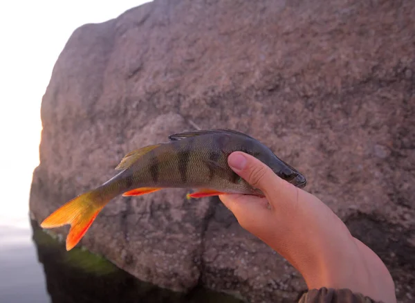 Pesca Veraniega Percha Por Tarde — Foto de Stock