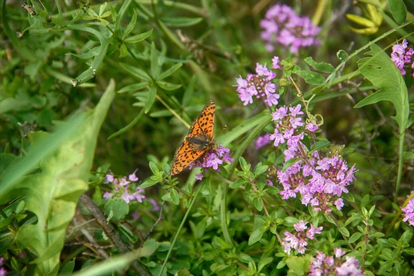 Orange Fjäril Sommarblommor Varm Sommar Bakgrund Med Insekt — Stockfoto