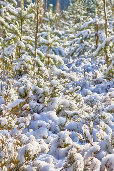 Hiver Lumineux Forêt Ensoleillée Avec Neige Sapins Neige Précoce Dans — Photo