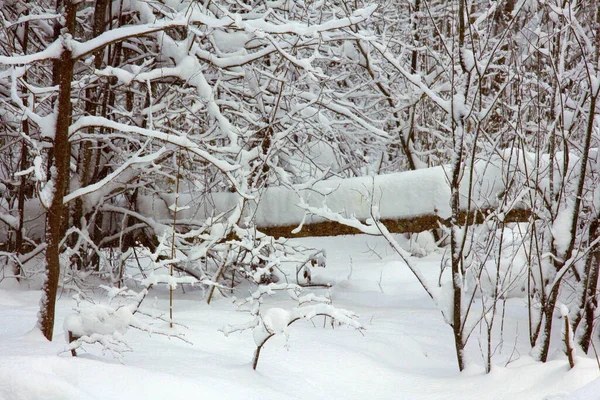 Лесу Порошковый Снег Мороз Ветвях Деревьев Снежный Лес Темные Дни — стоковое фото