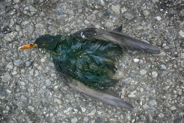 Yerden fırlamış mumyalanmış ceset. Ölü hayvanlar doğada çok çabuk yok edilir. Yolun kenarında Starling 'in cesedi