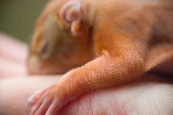 Φίμωτρο Μικρή Ηλικία Των Δύο Εβδομάδων Σκίουρος Closeup — Φωτογραφία Αρχείου