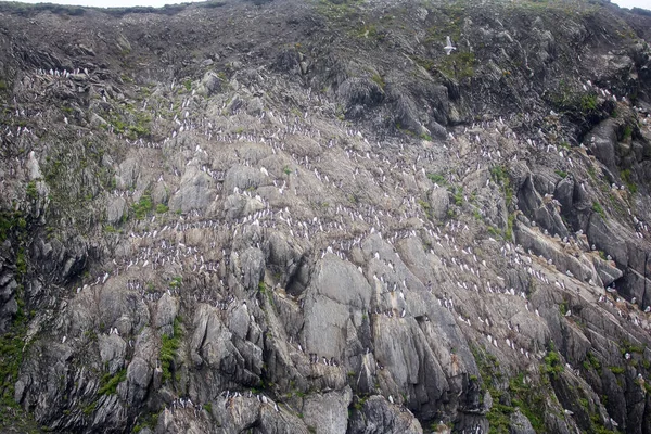 Numerosos Rookery Pico Grueso Murales Comunes Orilla Occidental Del Mar —  Fotos de Stock