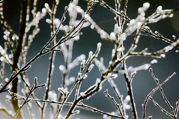 För Jordväktare Fenologi Sen Höst Morgonfrost Barrträd Täckta Med Frost — Stockfoto