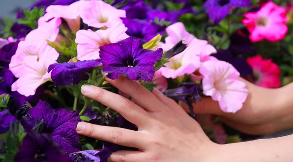 Uwielbiam Kwiaty Dłonie Kobiety Dotykają Jalap Mirabilis Jalappa Kwietniku Krajobraz — Zdjęcie stockowe