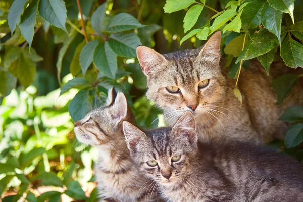 Gatos Gatos Raças Comuns Pintura Selvagem Gatos Vadios Rua Uvas — Fotografia de Stock