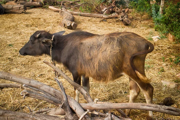 Młody Buffalo Przywiązany Drzewa Lina Przeszła Przez Nozdrza Niezawodności Smyczy — Zdjęcie stockowe