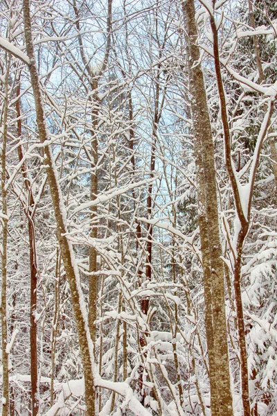 Forest Had Powder Snow Frost Tree Branches Snowy Forest Dark — Zdjęcie stockowe