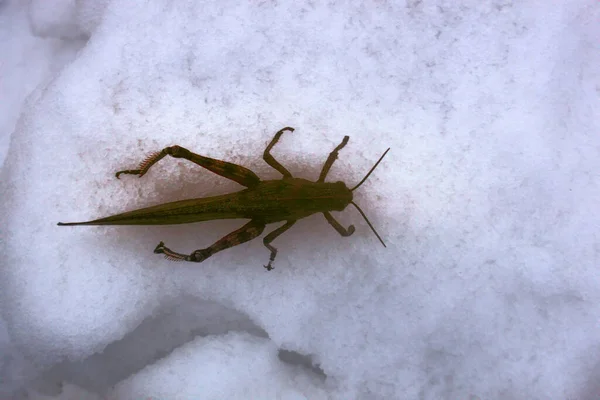 Nieve Cayó Sobre Hierba Verde Saltamontes Tuvo Tiempo Pasar Invierno —  Fotos de Stock