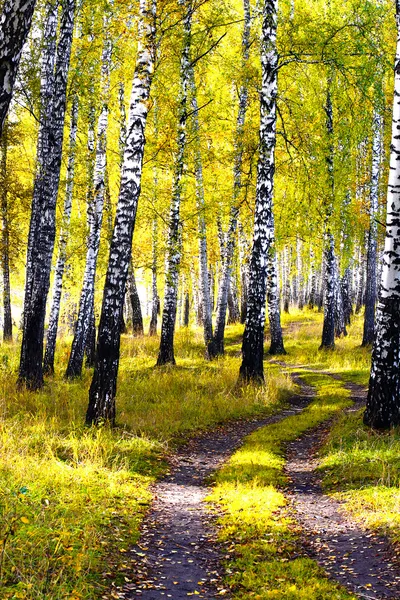 Floresta de outono — Fotografia de Stock