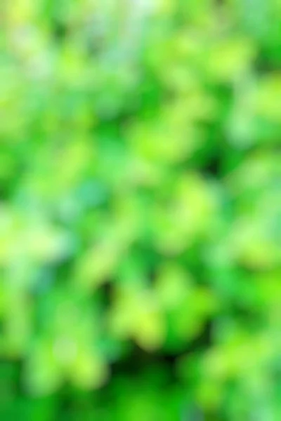 Blurred Greenery Background — Stock Photo, Image