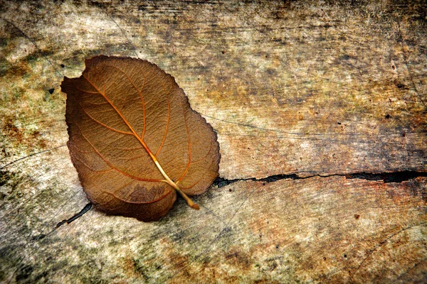 Grunge geçmiş bir yaprak ile — Stok fotoğraf