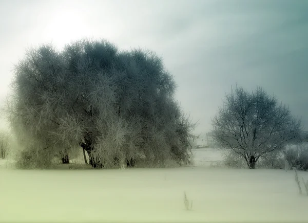 Árboles de invierno Vintage — Foto de Stock