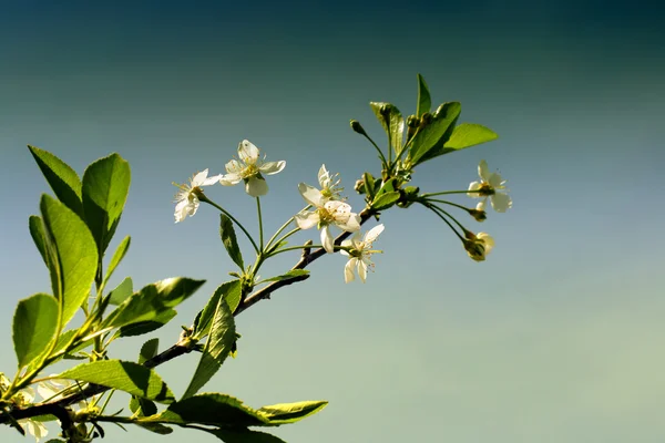 Jahrgangsfoto des Zweiges — Stockfoto