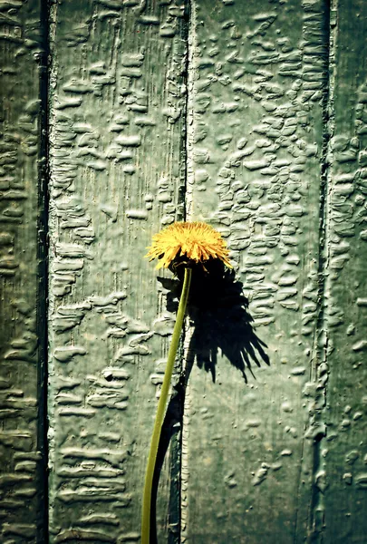 Vintage Photo of Dandelion — Stock Photo, Image