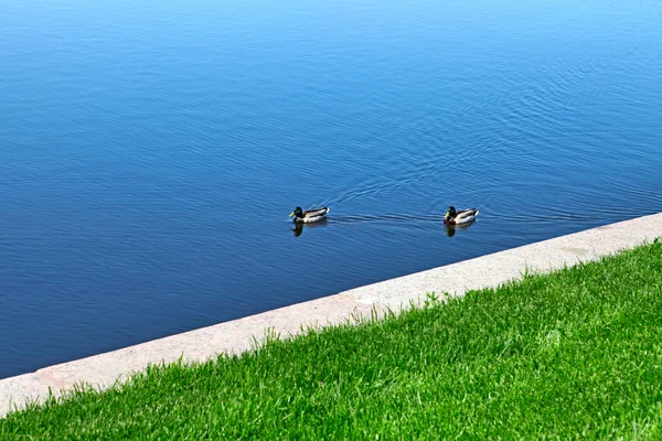 Zwei Enten auf dem See — Stockfoto