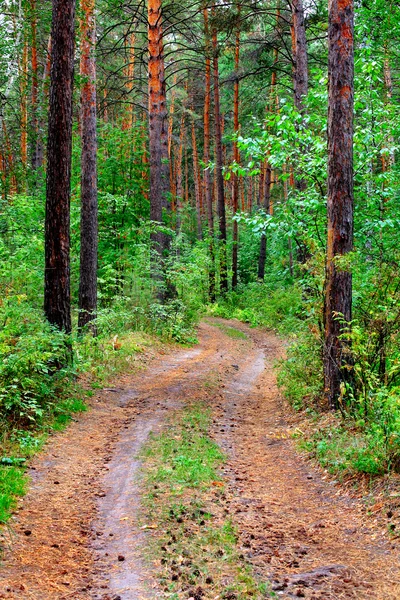 Cesta v borovém lese — Stock fotografie