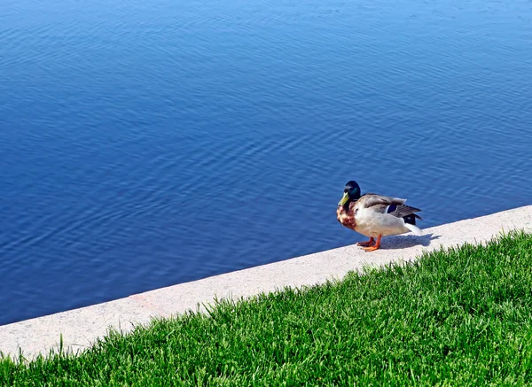Pato cerca del lago — Foto de Stock