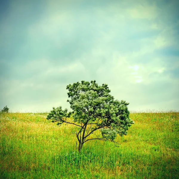 Árbol solitario — Foto de Stock