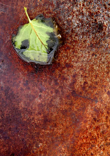 녹 배경에 잎 — 스톡 사진
