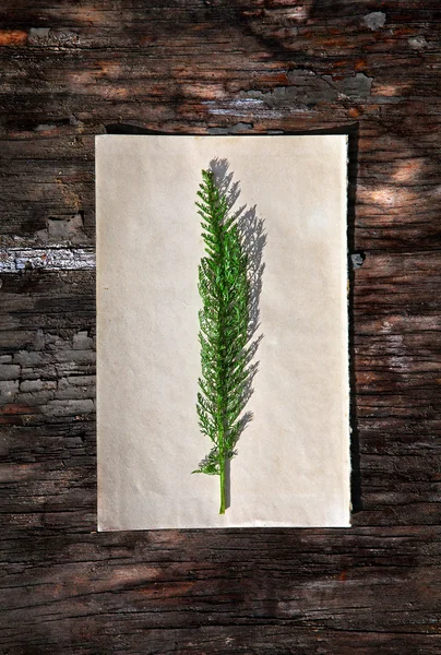 Green Twig on Old Paper — Fotografie, imagine de stoc