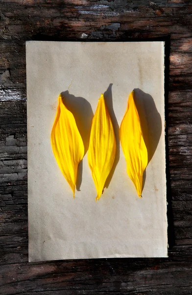 Κίτρινο πέταλα σε παλιό χαρτί — Φωτογραφία Αρχείου