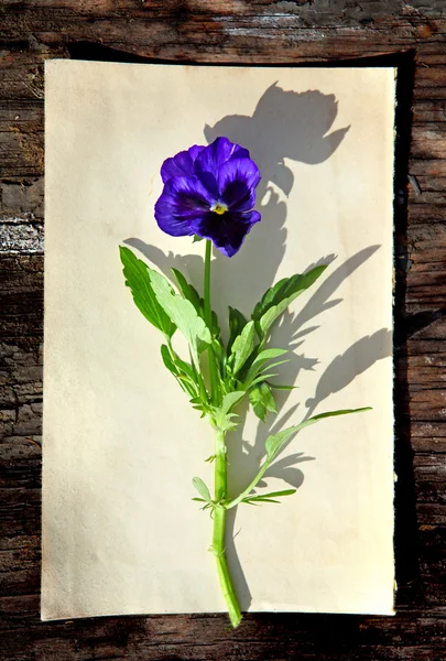 Blomma på gammalt papper — Stockfoto