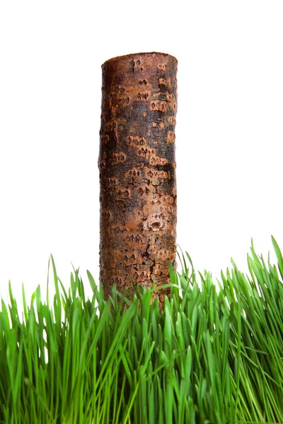 Çimenlikteki sandık — Stok fotoğraf