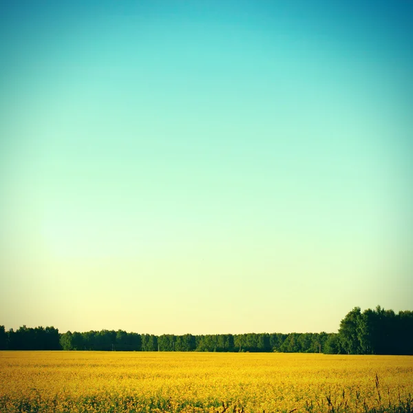 夏季风景 — 图库照片