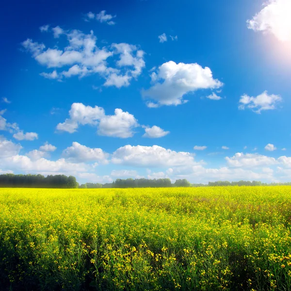 Zomer landschap — Stockfoto