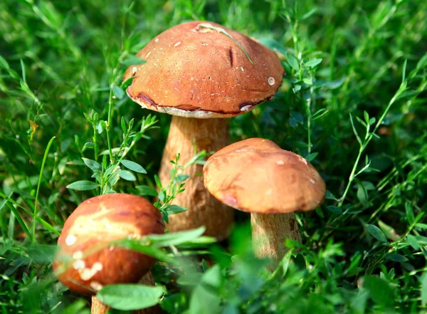 Paddenstoelen in het gras — Stockfoto