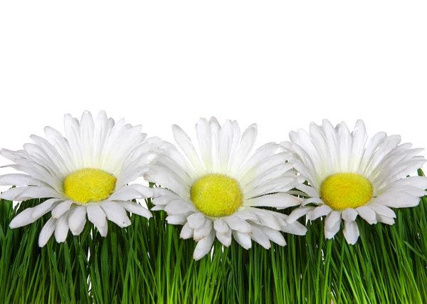 Grass and Flowers — Stock Photo, Image