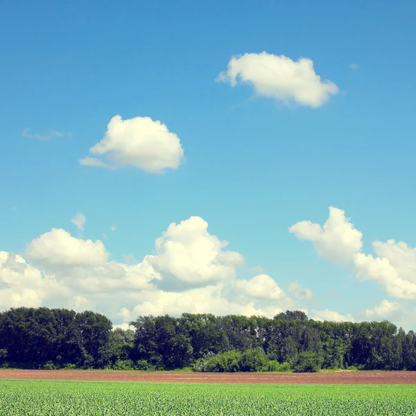 Summer Landscape — Stock Photo, Image