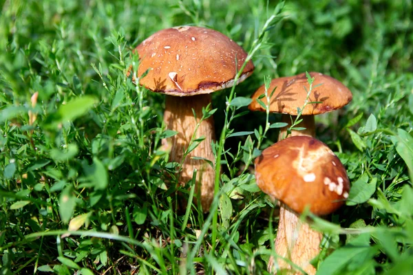 Paddenstoelen in het gras — Stockfoto