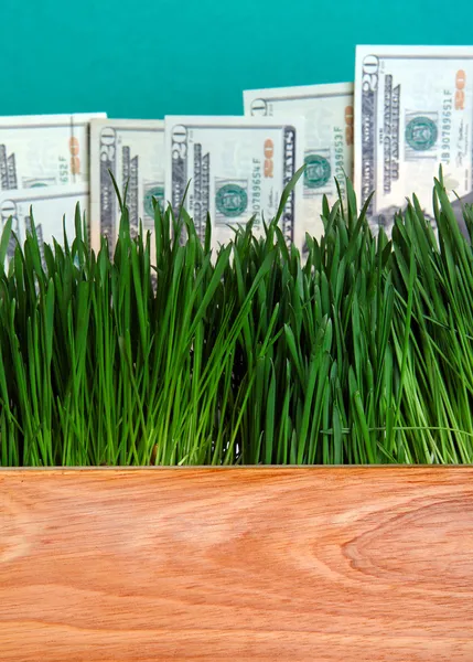 Dollar in het gras — Stockfoto