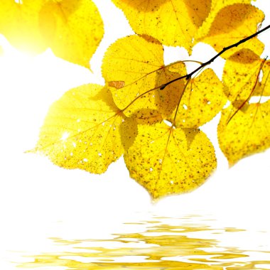 sonbahar yaprakları