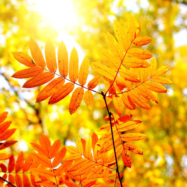 Primo piano del fogliame autunnale — Foto Stock