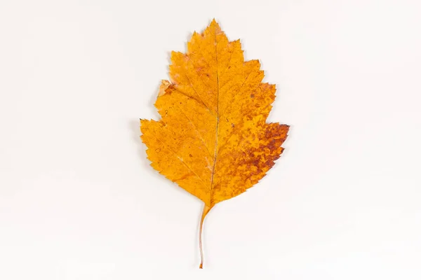 Autumnal Leaf White Background Closeup — Stock Photo, Image