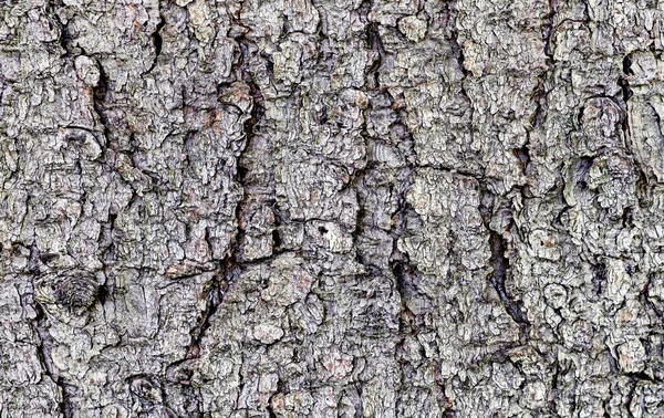 Bark Tree Background Close — Fotografia de Stock