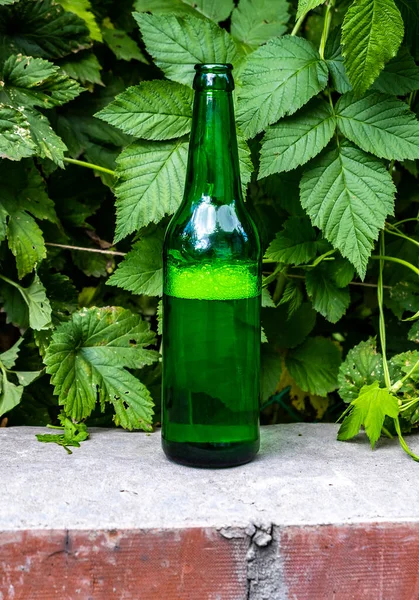 Открытая Бутылка Пива Фоне Зеленых Листьев Крупным Планом Стоковая Картинка