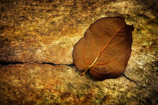 Schmutzige Und Gefleckte Hintergrund Mit Einem Herbstlichen Blatt — Stockfoto