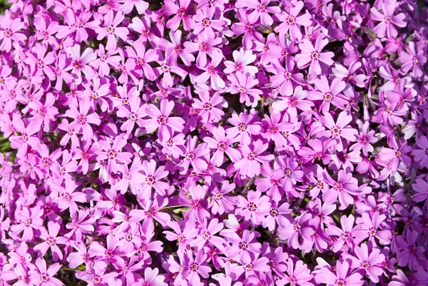 Lila phlox — Stock Fotó